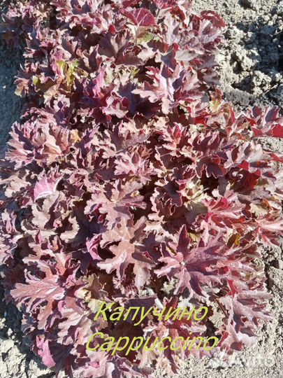 Гейхеры хосты