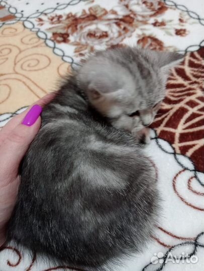 Шотландские котята