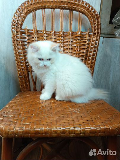 Рэгдолл шоу класса в редчайшем окрасе