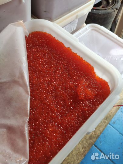 Красная икра 2023 опт