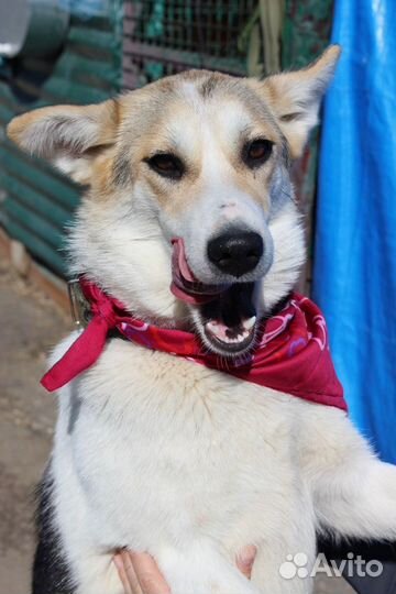 Собака Мона в дар