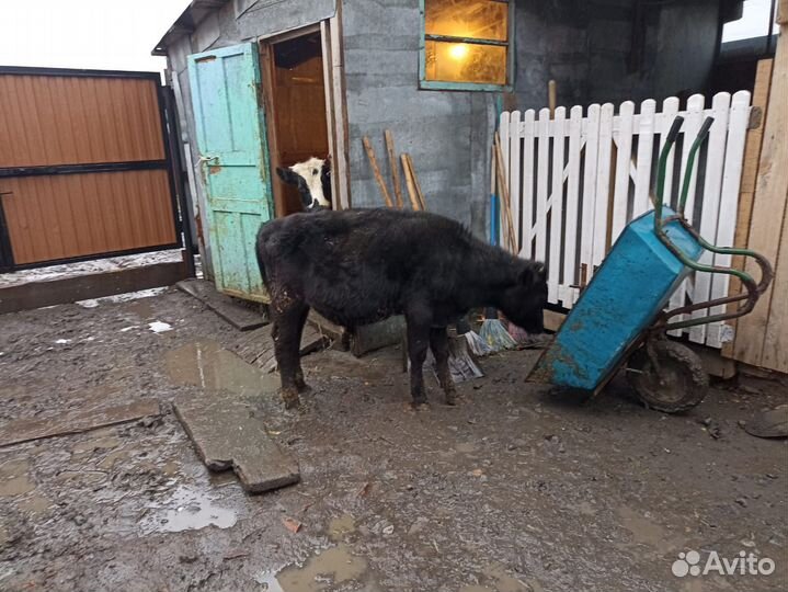 Бычки и телята