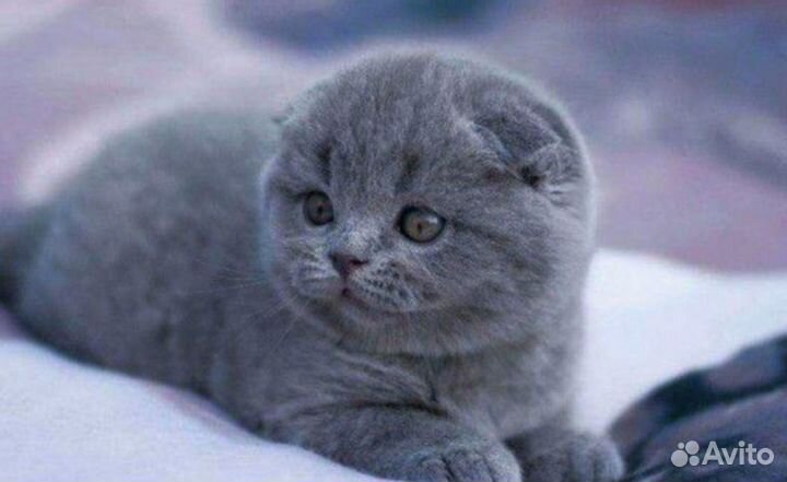 Шикарные плюшевые медвежатки