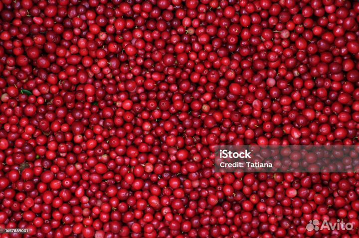 Продам бруснику