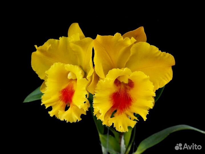 Орхидея. Каттлея.Rlc. NP Gold