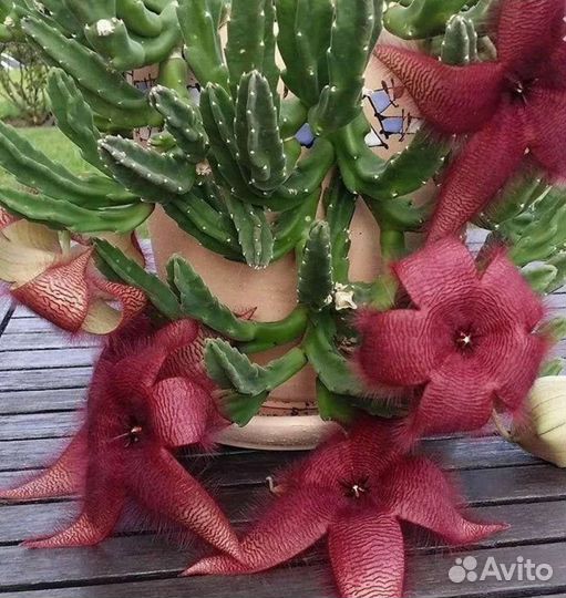 Стапелия. Суккуленты. Кактусы