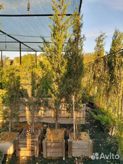 Кипарисы крупномеры