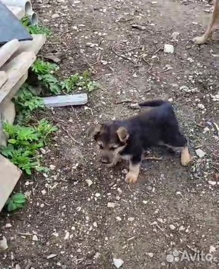 Отдам собаку в добрые руки