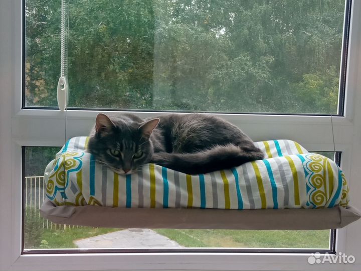 Кошка Алиса