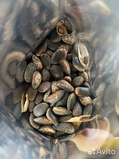 Сосна джеффри семена