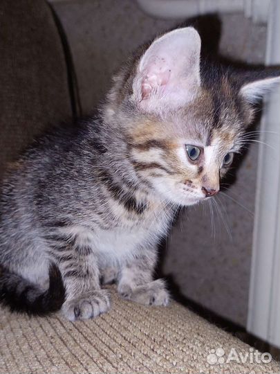 Кошка в дар бесплатно