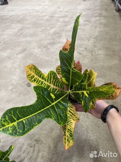 Кодиеум Экселент Кротон