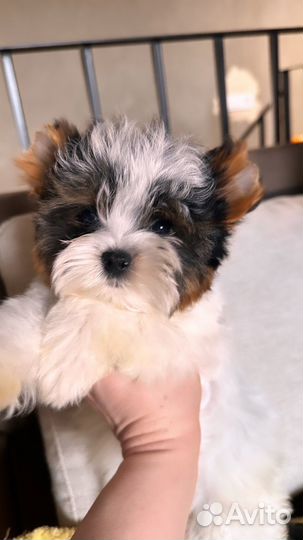 Мальчик бивер