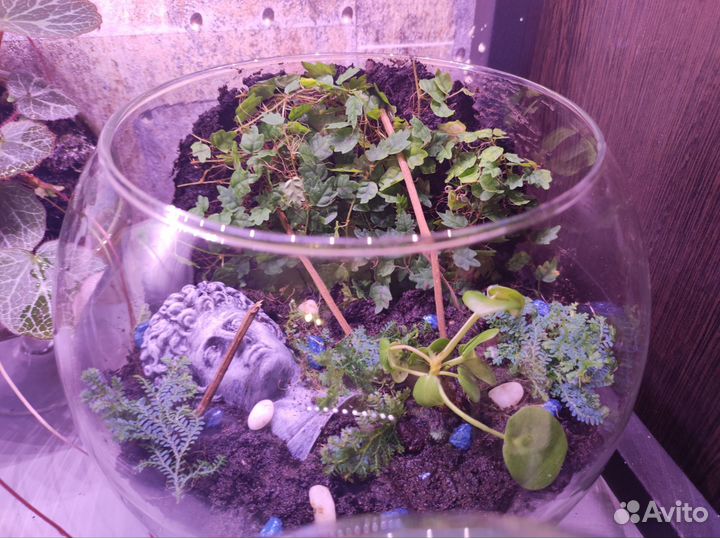 Флорариум подарок на 8 марта