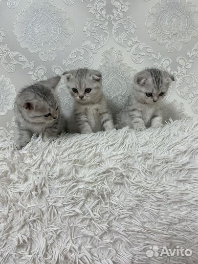 Кот на вязку