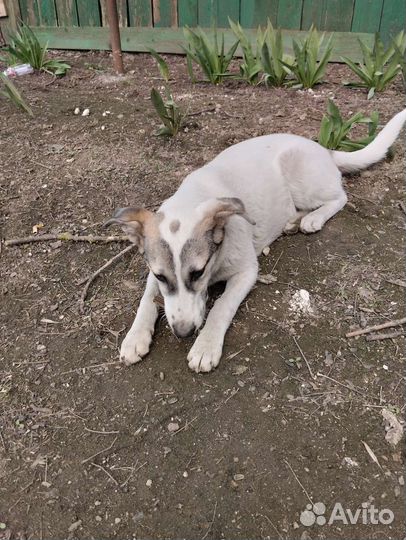 Собака в добрые руки щенок