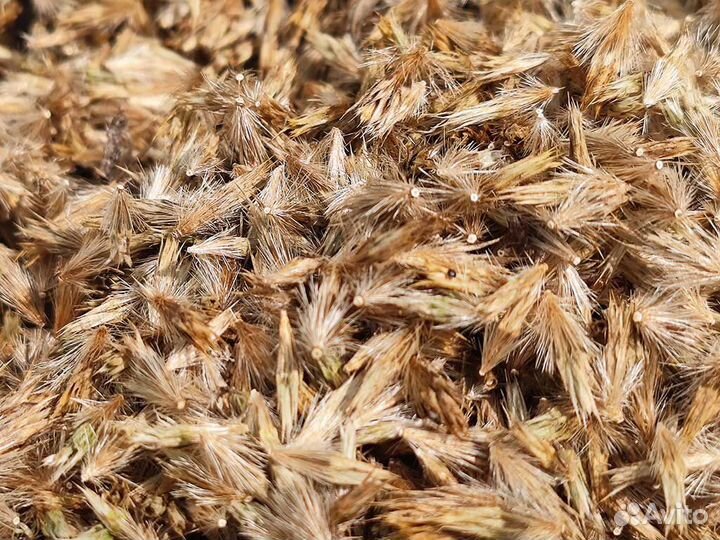 Мордовник шароголовый, семена 2023 года