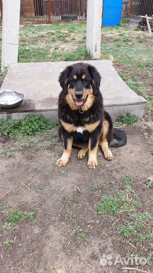 Щенок бурят-монгольского волкодава (Хотошо)