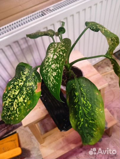 Диффенбахия