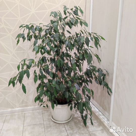 Фикус бенджамина большой
