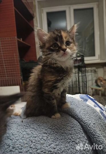 Кошачье ассорти