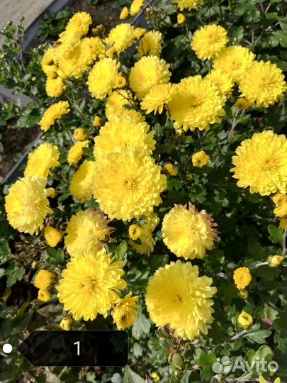 Хризантемы