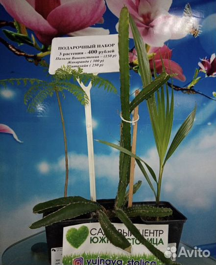 Подарочный набор из редких растений