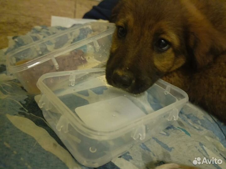 Щенок в добрые руки