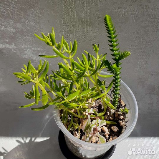 Суккуленты вариегатные