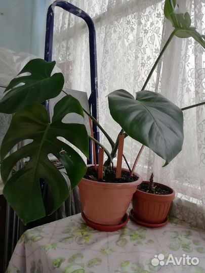 Вазон Монстера