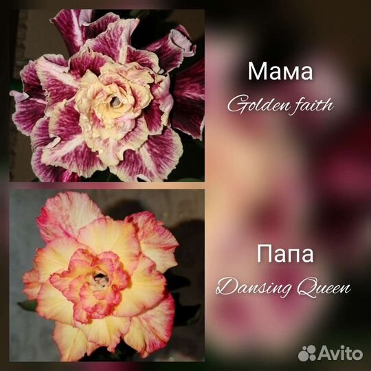 Адениум обесум (семена)