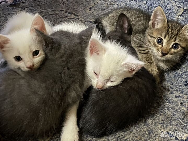 Котята в добрые руки даром