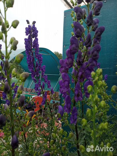 Цветы для сада