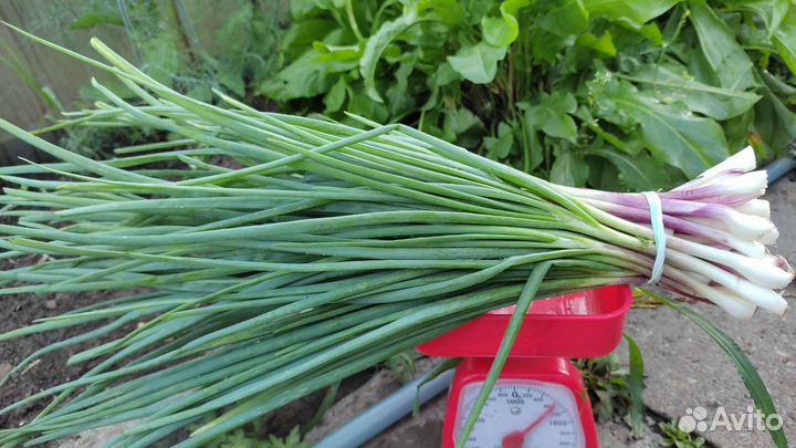 Картофель, чеснок, морковь, хрен