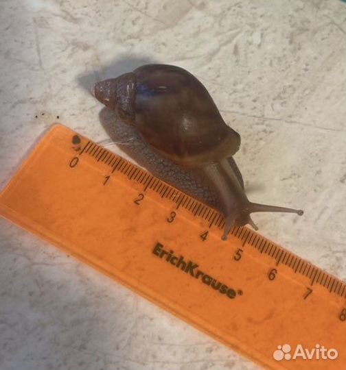 Улитки ахатины