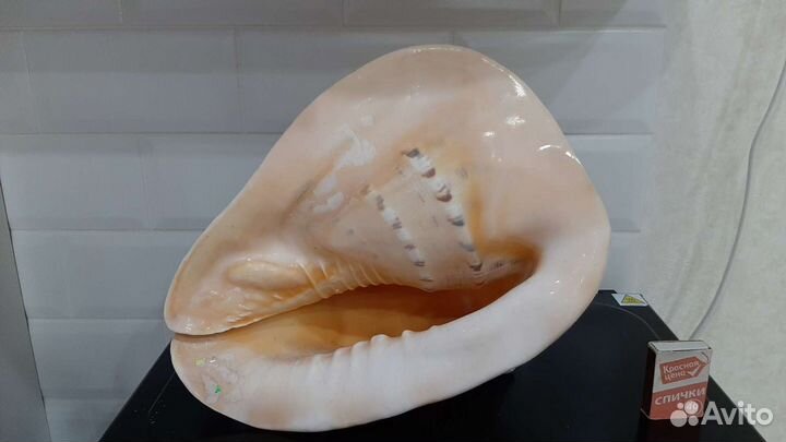 Раковины морские