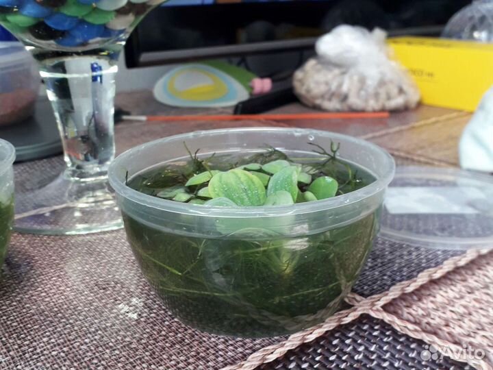 Растения для флорариума