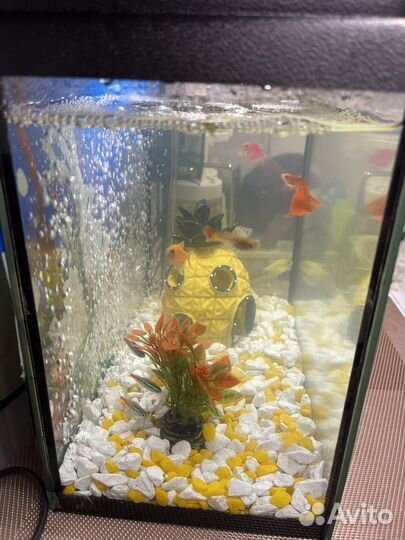 Аквариум 10 литров с подсветкой