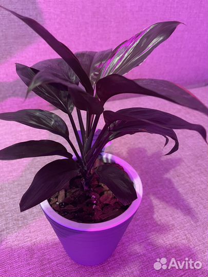 Кордилина мамбо