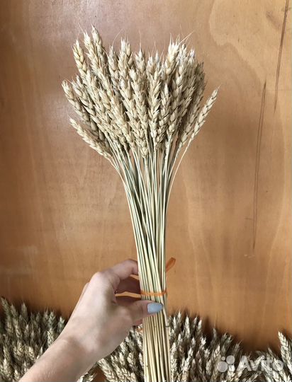 Сухоцвет «Пшеница»