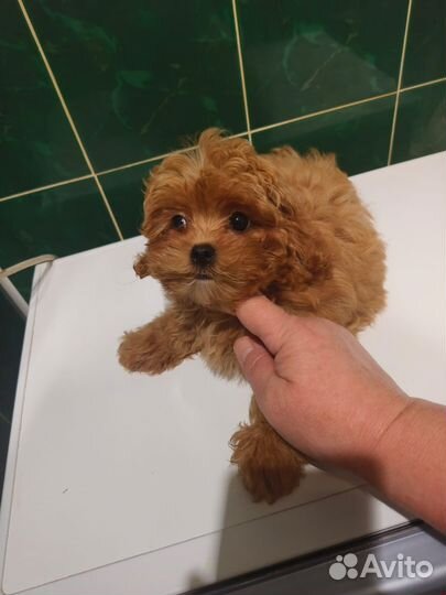 Мальтипу f1 мини девочка