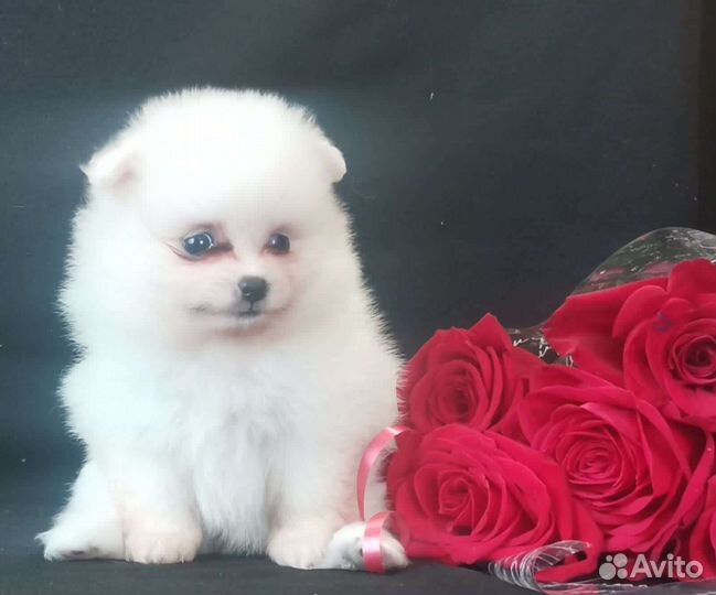 Щенки померанского шпица