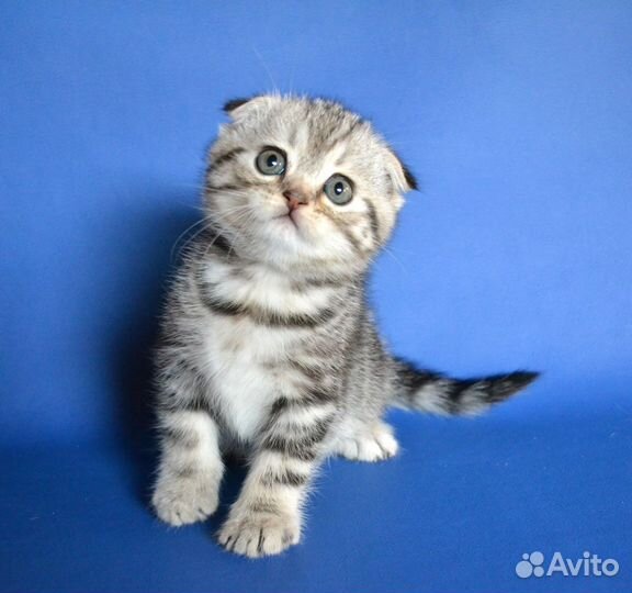 Вислоухие котята