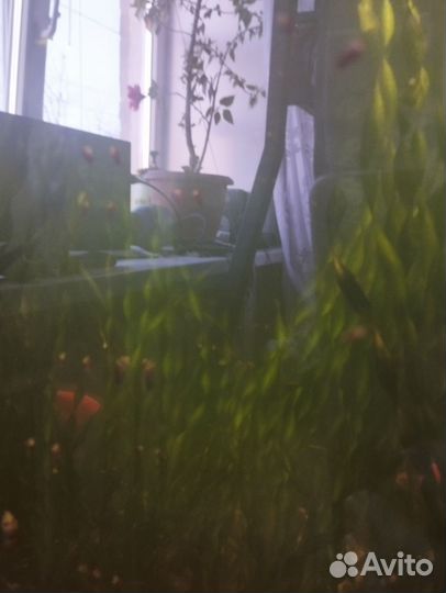 Улитки аквариумные