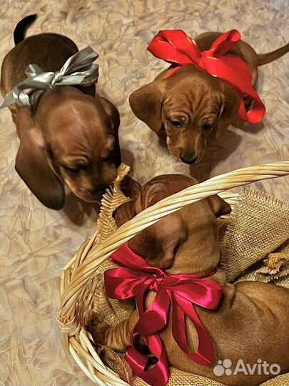 Щенки таксы