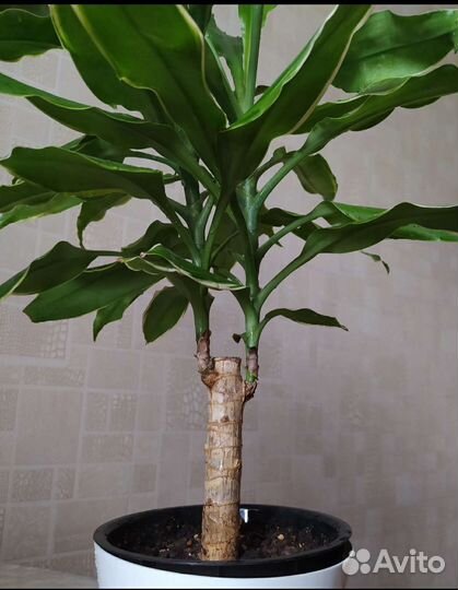 Драцена, фикус, эписция