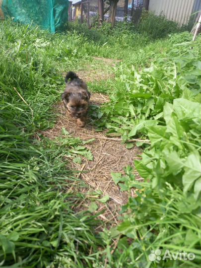 Йоркширский терьер мини