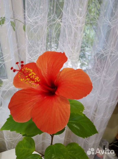 Гибискус красный