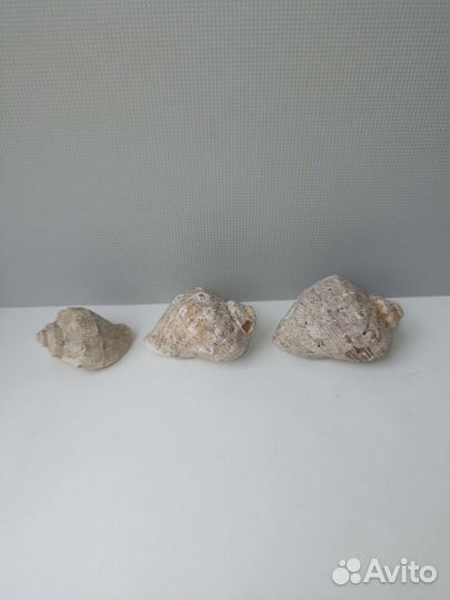 Ракушки для аквариума