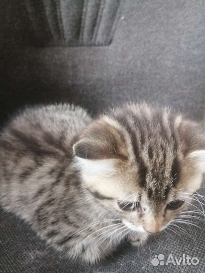 Кошка бесплатно